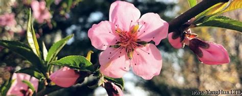 陰桃花 意思|陰桃花是什麼意思 陰桃花真的存在嗎